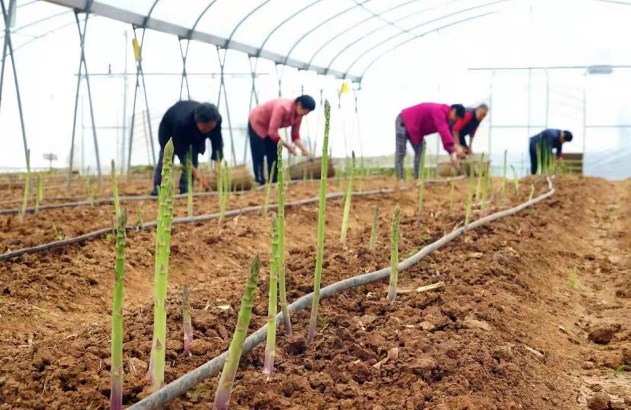 四川省委常委、成都市委書記曹立軍調(diào)研 新津區(qū)國家數(shù)字設(shè)施農(nóng)業(yè)創(chuàng)新應(yīng)用基地